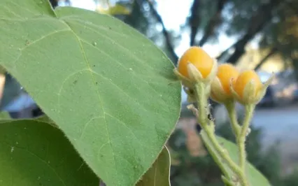 Aquarius Full Super Moon: Lion's Gate