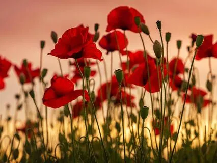 Aquarius Season Meditation: Loving Kindness