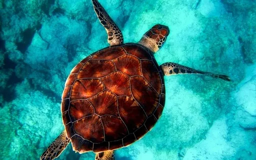 Aquatic Dreams | Music For Meditation