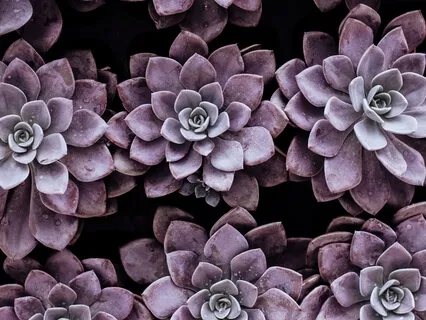 Arabesque No. 1 (Debussy)