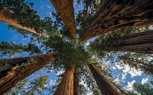 Arbor / Tree Visualization & Meditation