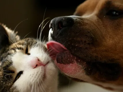 Archangel Metatron: Animal Consciousness - Cats & Dogs