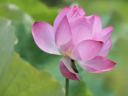 Archangel Raphael Channelled sound Healing