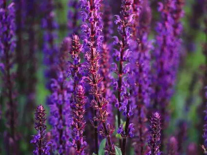 Archangel Zadkiiel And The Violet Flame Of Transmutation