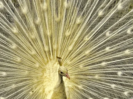 Arcturian Divine Golden Age Frequency