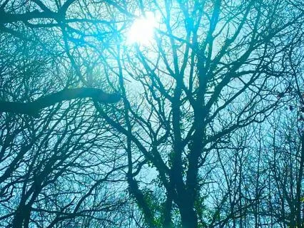 Arcturian Presence - Earth | Grounding Into Stillness