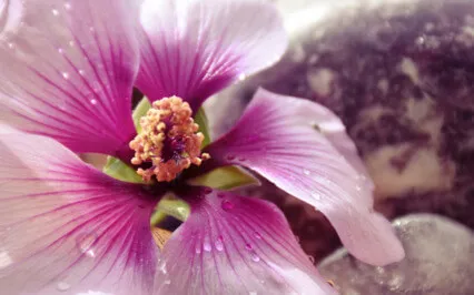 Arcturian Starseed Manifestation