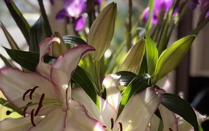 Are My Thoughts & Beliefs Authentically My Own?