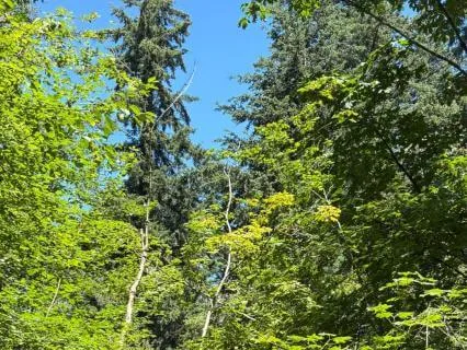 Are Trees More Human Than Humans?