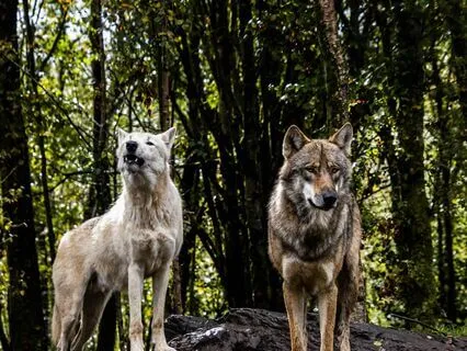 Are You Being Emotionally Manipulated?