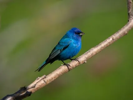 Are You Indigo? The Indigo Aura Energy