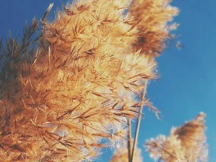 Aria Koshi Chime With Wind Sounds (Long)