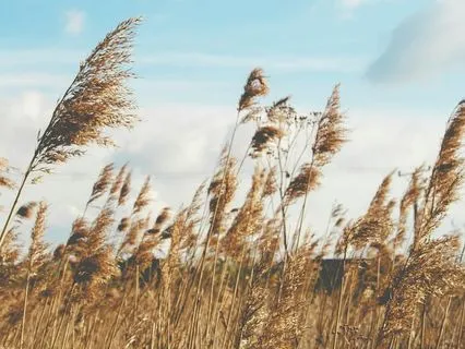 Aria Koshi Chime With Wind Sounds (Short)