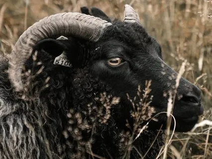 Aries Full Moon Tarot Reading