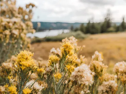 Aroma Meditation For Relaxation