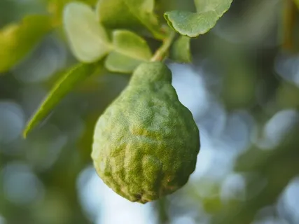 Aroma-Meditation Using Bergamot