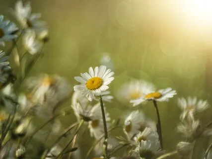 Aroma-Meditation Using Chamomile