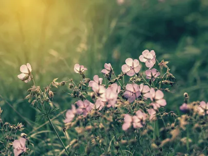Aroma Meditation Using Geranium & Tangerine