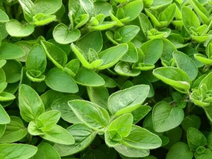 Aroma-Meditation Using Marjoram Essential Oil
