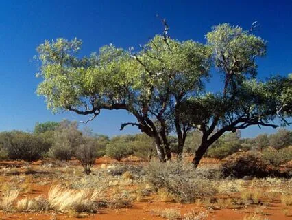 Around The World Ambience: Australia, Sunset Over the Desert