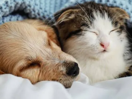 Arrival into Calm | Deep Relaxation For Pets & People Part 1