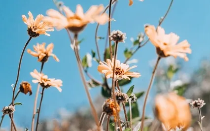 Arrive & Settle 5 Minute Meditation