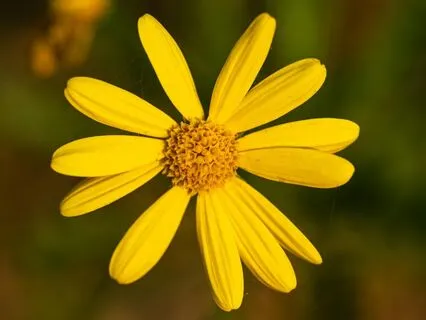 Arriving In Kindness