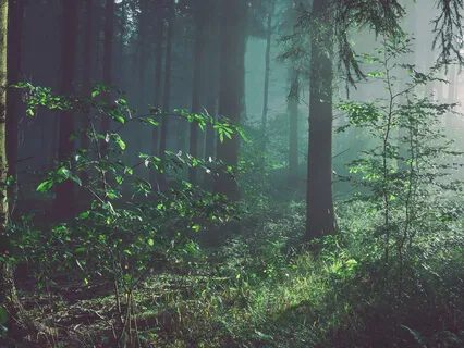 Arriving In The Forest: A Deep Listening Practice