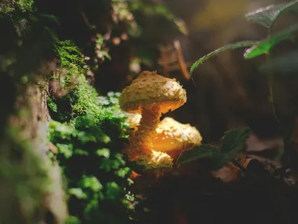 Arriving Into Safety - 10 Minute Meditation