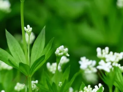 Årshjulet 4: Valborgsaften (30. April)