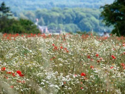 Årshjulet 5: Sommersolhverv (20.-21. Juni)