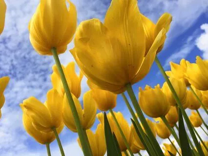 Art Of Listening & Learning In Eastern Wisdom