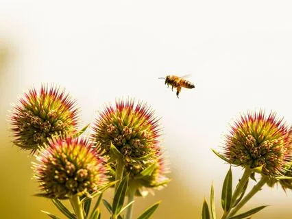 Art Of Making Time By Devotional Commitment