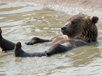 Artemis - Become Like A Playful Bear