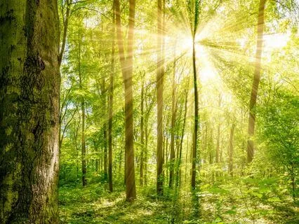 Artemis Invocation Meditation