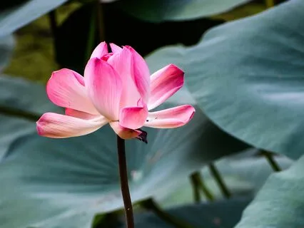 Artemis Sanctuary Meditation