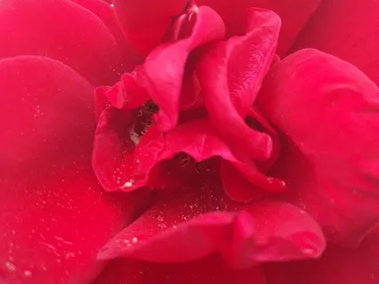 Artist Heart Meditation