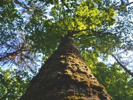 As A Tree (Ground, Center, Shield)