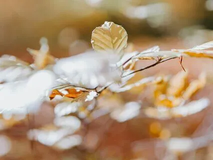 As If Nothing Happened Cello & Harp