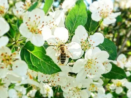 As Is: Practice Morsels