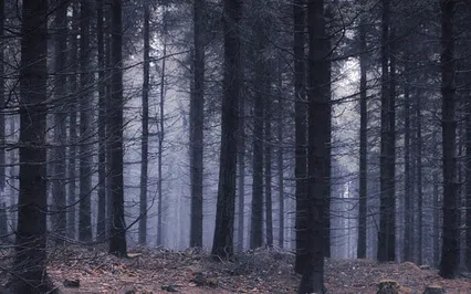 As Night Falls Meditation