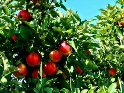 As Ripeness Comes | Rumi Poem