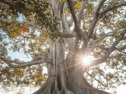 As Leaves Gently Blowing: Music For Wellness and Happiness