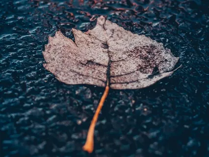 As The Rain Gently Falls