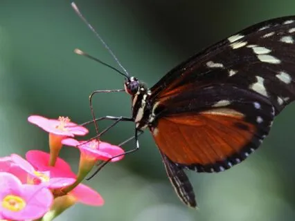 Ascended Mastery: Liberation Meditation