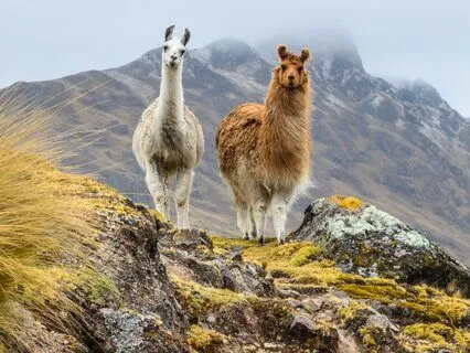 Ascending Consciousness, Shamanic Soul Breathwork