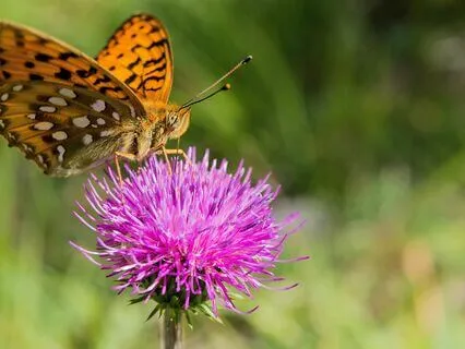 Ascension Music To Connect You With Your Angel Within