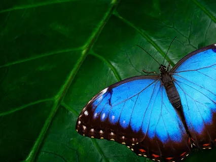 Ascension - Spiritual Awakening Meditation