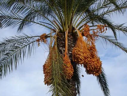 Asherah: Ancient Hebrew Goddess Of Trees