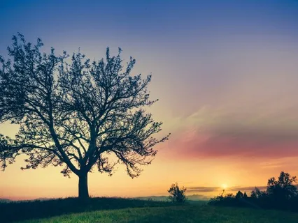 Ashes To Growth: A Forest Fire Of Inner Renewal